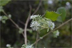 Symphorema involucratum
